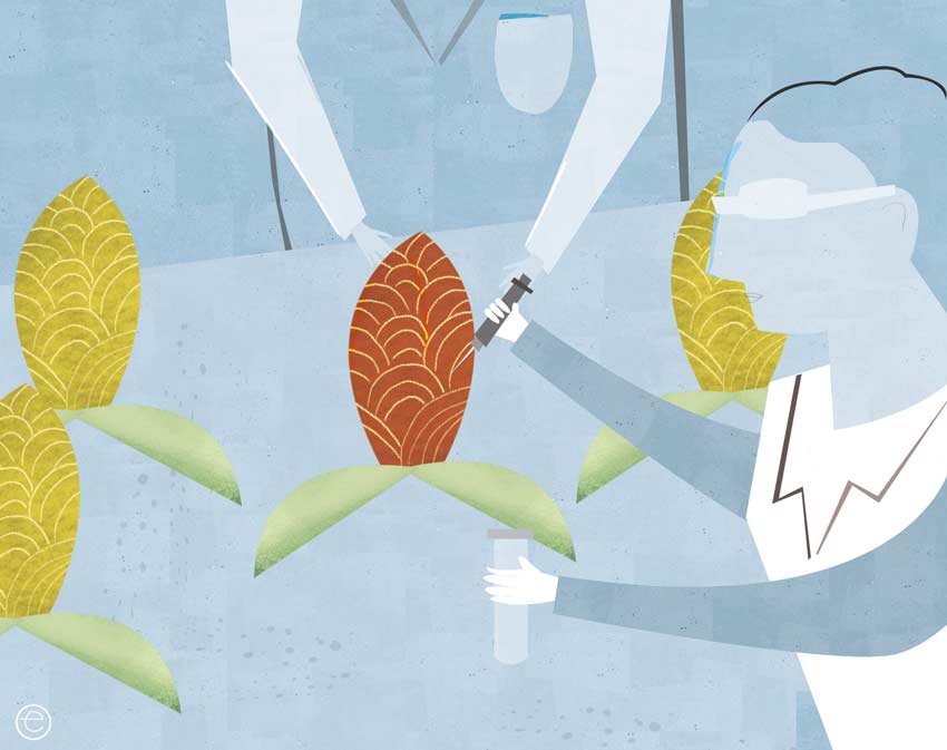 El T-MEC: alimentación y salud pública